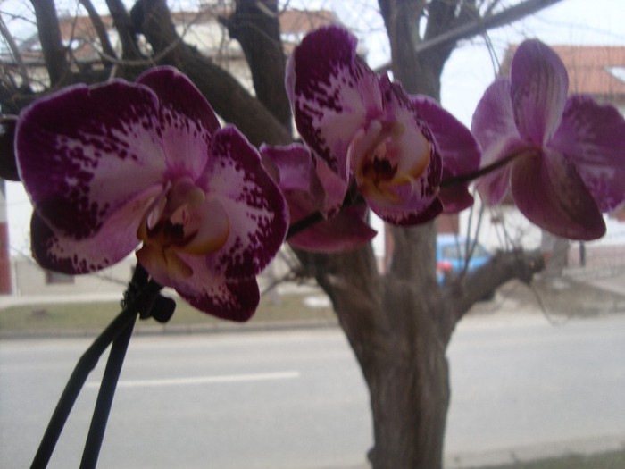 orhidee; achizitie noua
