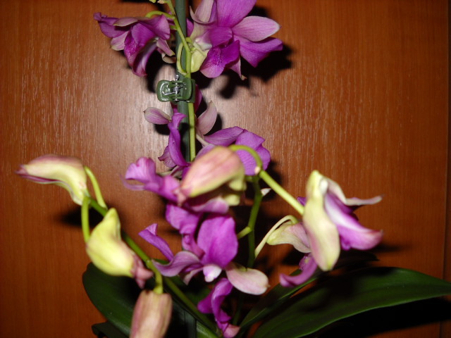cu multe boboci!! - Orhideea - Dendrobium nobile0