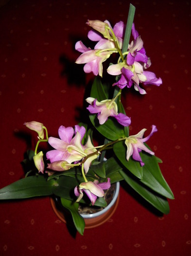  - Orhideea - Dendrobium nobile0
