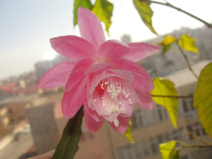 epi roz - B-alte plante cu flori