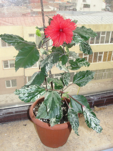 hibi surinam - B-hibiscus-planta intreaga-2012