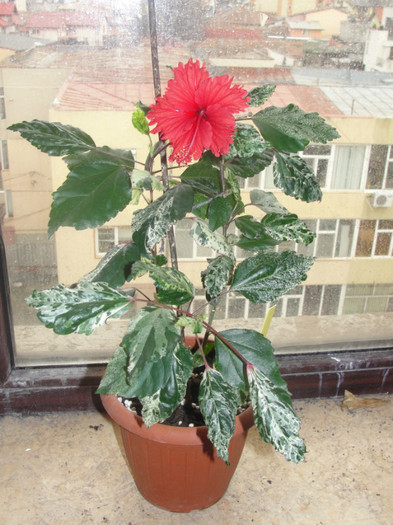  - B-hibiscus-planta intreaga-2012