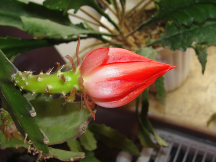 epi rosu - B-alte plante cu flori