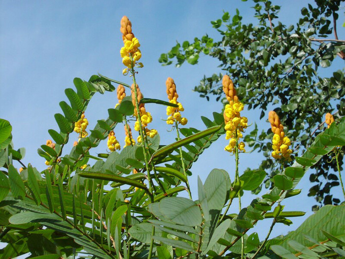 senna alata -planta cu miros de popcorn