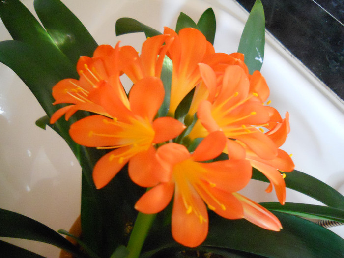 clivia - Flori gradina 2012