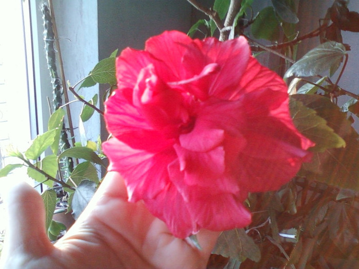 hibi roz batut; 8 martie 2012
