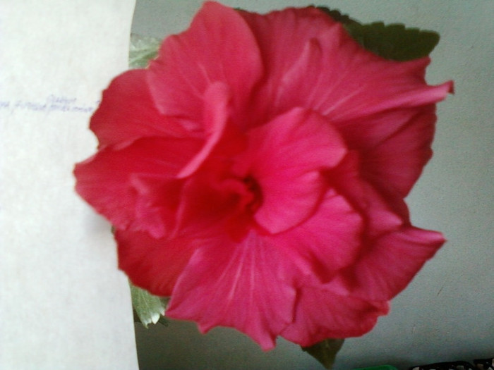 mi-a facut; 8 martie 2012
