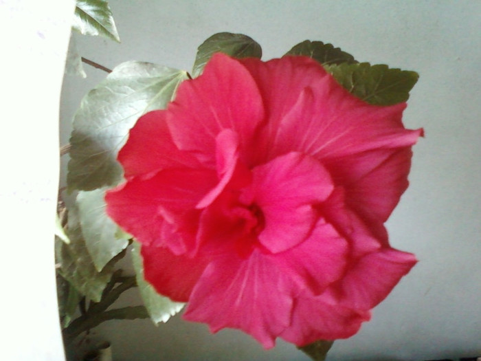 o surpriza - hibiscus