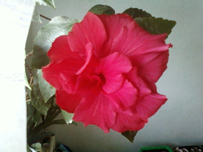 minunata; 8 martie 2012
