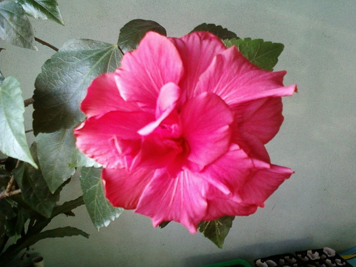 si anume; 8 martie 2012
