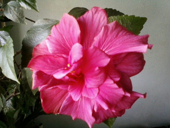 super; 8 martie 2012
