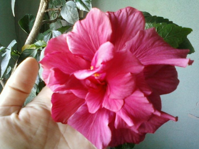 frumoase !; 8 martie 2012
