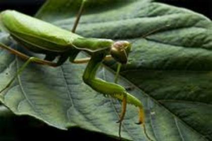 Calugarita; Datorita culoarei sale este foarte greu de observat in habitatul sau natural:)
