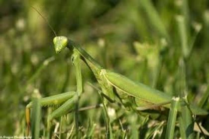 Camuflajul Calugaritei - Calugaritele