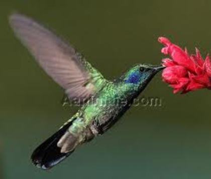 Pasarea Colibri cu Gatul Rubiniu - Pasarea Colibri cu Gatul Rubiniu