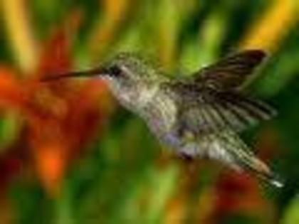 Pasarea Colibri cu Gatul Rubiniu - Pasarea Colibri cu Gatul Rubiniu