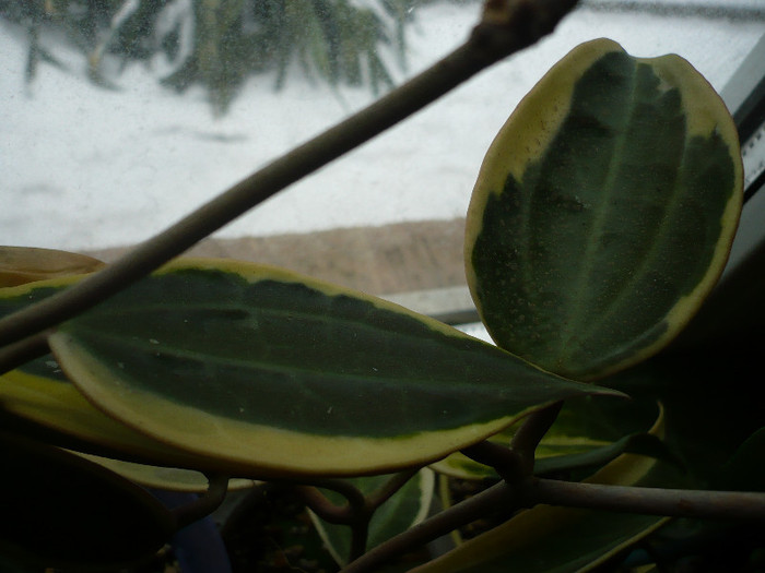 08.03.2012 - Macrophylla variegata