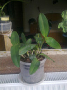 65701075_JYROIGB3 - cattleya