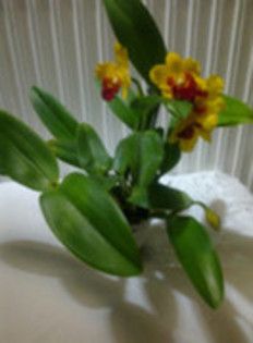 CAT GALBEN - cattleya