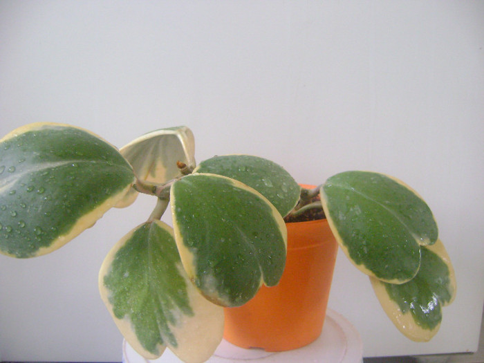 Hoya Kerrii albomarginata - Adenium Hoya si alte plante suculente
