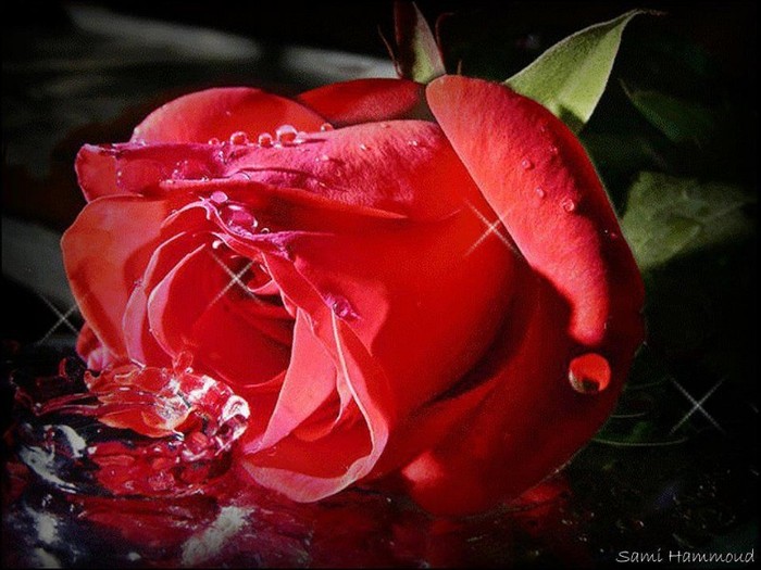 trandafir rosu - Primavara