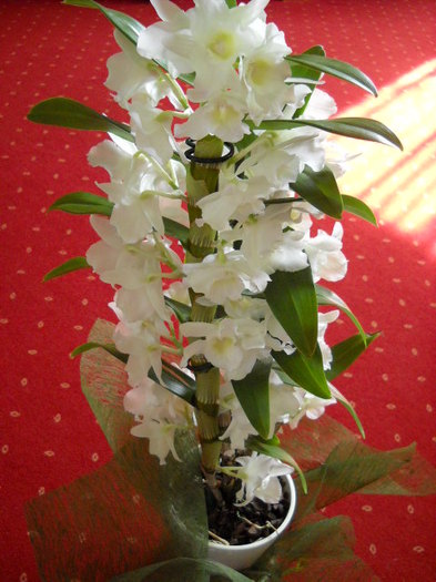 8.03.2012- Primita - Orhideea - Dendrobium nobile0