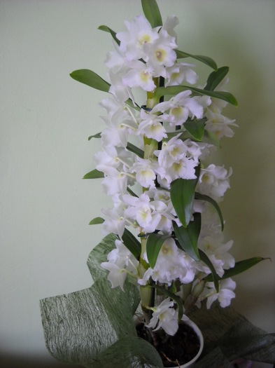 de 8 martie!!! - Orhideea - Dendrobium nobile0