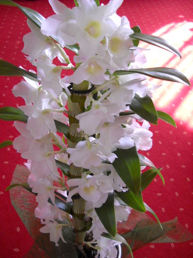 8.03.2012; 012 - Orhideea - Dendrobium nobile0