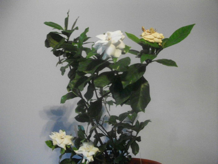 poze 1291