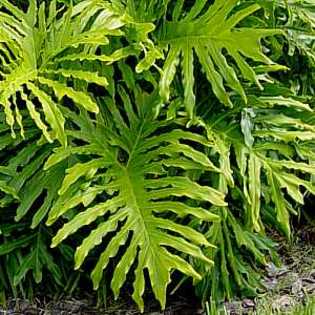 Philodendron_selloum - 1-de vanzare 2019-2020- SEMINTE TROPICALE RARE