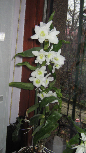 dendrobium dec 2011 - Orhidee