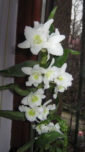 dendrobium dec 2011 - Orhidee
