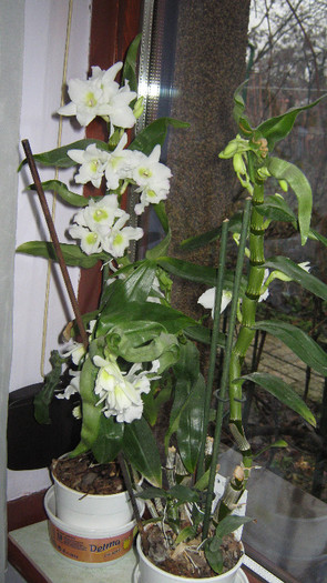 dendrobium dec 2011 - Orhidee