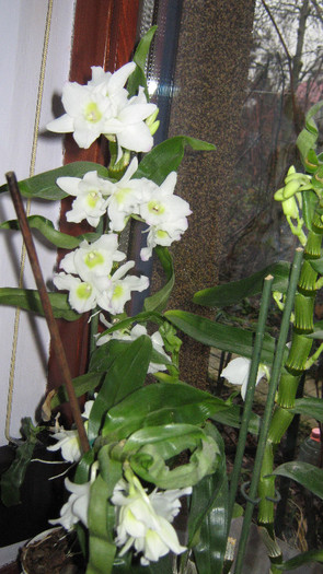 dendrobium dec 2011 - Orhidee