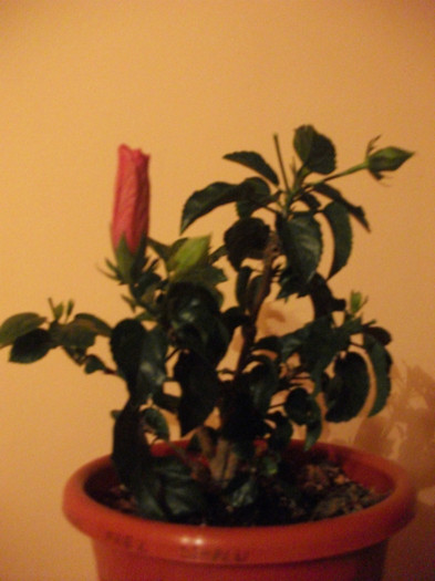 poze 1587
