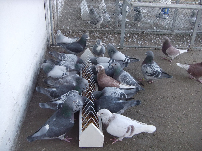 DSCF8586
