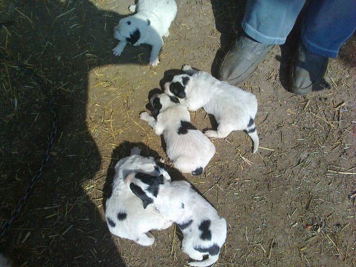 08.03.2012 - Ciobanesc de bucovina