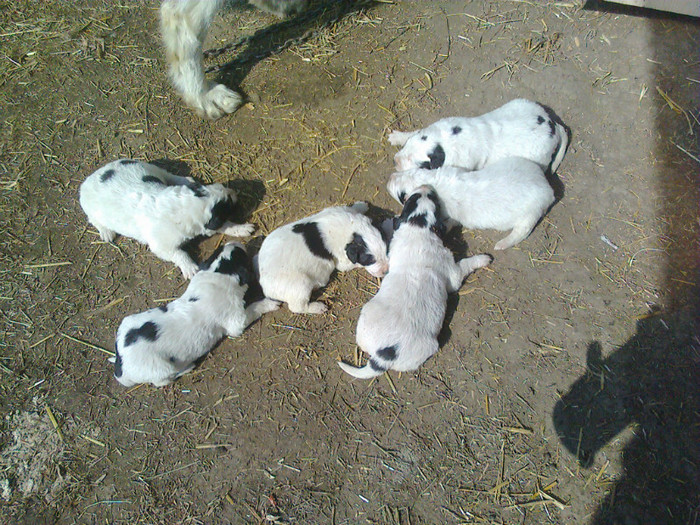 08.03.2012 - Ciobanesc de bucovina