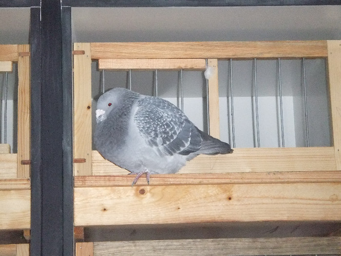 DSCF8733