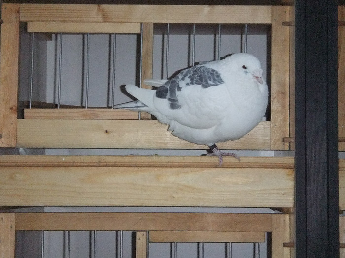 DSCF8741