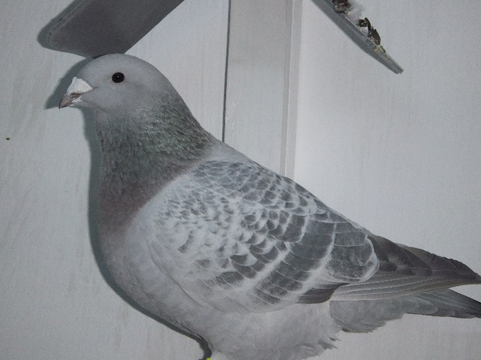 DSCF8742