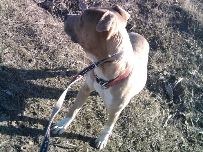 Fotografie0566 - amstaff - gina