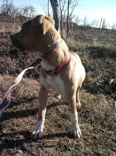 Fotografie0567 - amstaff - gina