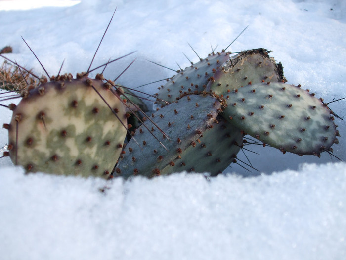 DSCF9451 - Cactusi hardy