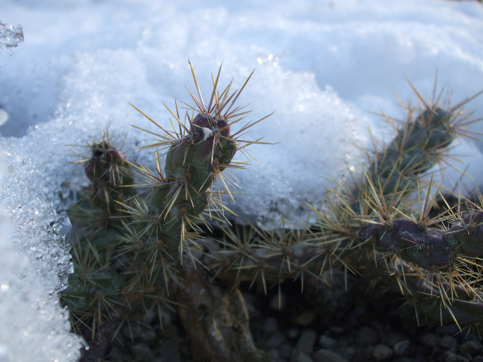 DSCF9452 - Cactusi hardy