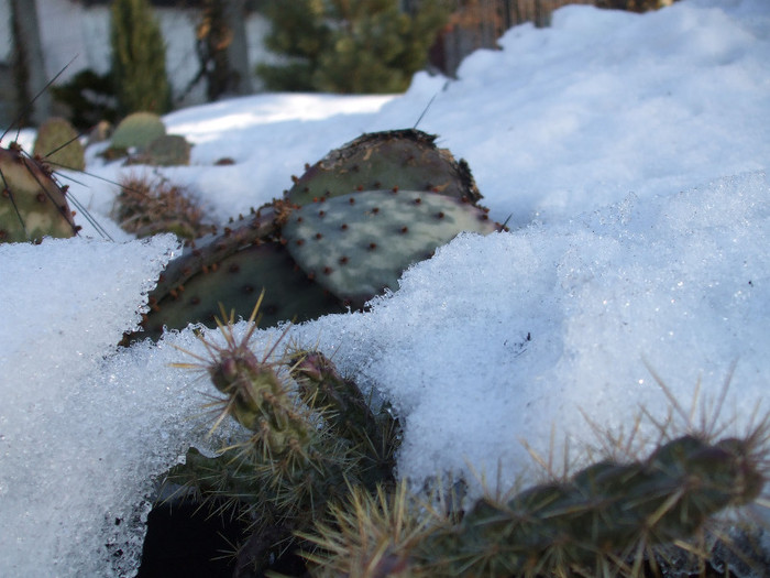 DSCF9449 - Cactusi hardy