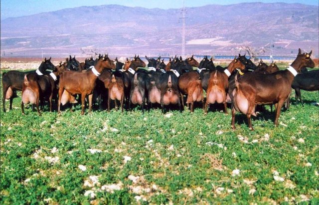 rasa capra murcianogranadina - citeva poze