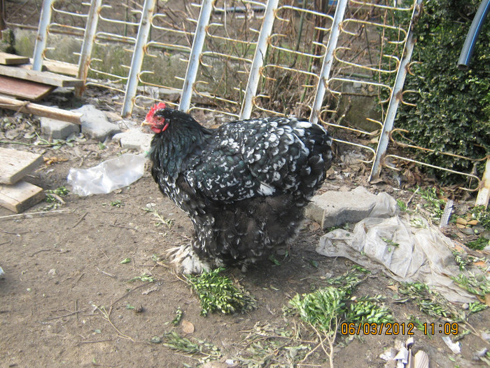 Picture 1080 - gaini de rasa