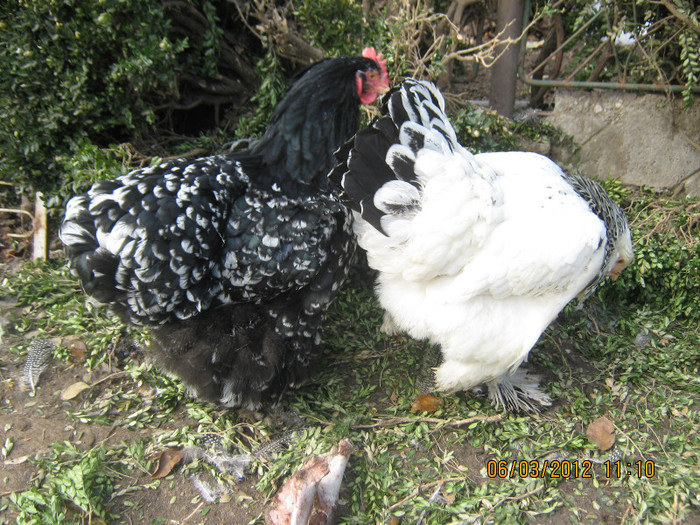 Picture 1081 - gaini de rasa