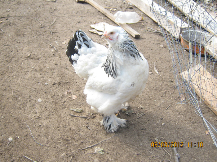 Picture 1084 - gaini de rasa